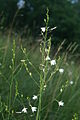 Anthericum ramosum PID1703-1.jpg