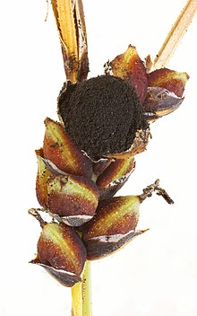 Anthracoidea paniceae on Carex panicea 2.jpg