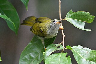 <span class="mw-page-title-main">Plain sunbird</span> Species of bird