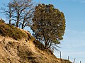 * Nomination A holm oak (Quercus ilex) on the right and Portuguese oaks (Quercus faginea) on a cliff at the former Vitoria mountain pass. Álava, Basque Country, Spain --Basotxerri 18:28, 8 May 2017 (UTC) * Promotion Good quality. --W.carter 19:31, 8 May 2017 (UTC)