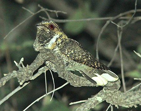 Cabak_Meksiko_(burung)