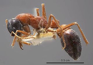 <i>Myrmecia cephalotes</i> Species of ant