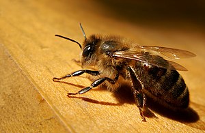 Apis mellifera carnica