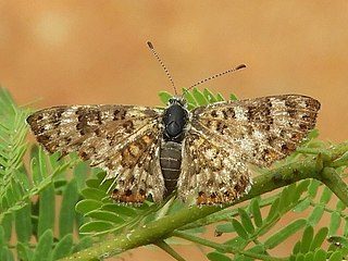 <i>Apodemia walkeri</i> Species of butterfly
