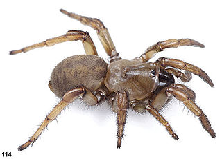 <i>Aptostichus stanfordianus</i> species of arachnid