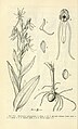 Habenaria quinqueseta Fig. 354 page 694 in: D.S.Correll & H.B.Correll: Aquatic and wetland plants of southwestern United States (Orchidaceae) Washington (1972)