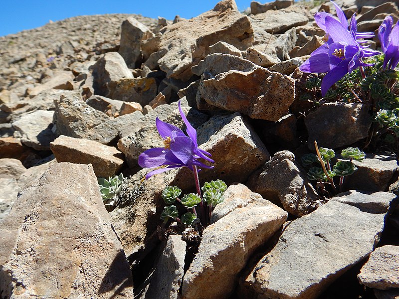 File:Aquilegia jonesii - Jones' columbine - Flickr - Matt Lavin (1).jpg