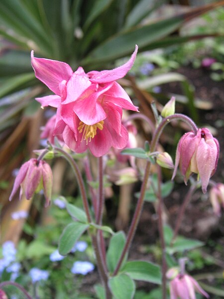 File:Aquilegia vulgaris Cultivar.JPG