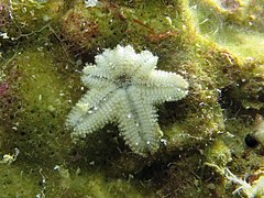 File:Aquilonastra anomala - South Island - Underside.jpeg (Category:Echinoderms of Queensland)