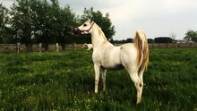 Fichier:Arabian horses prancing around.webm