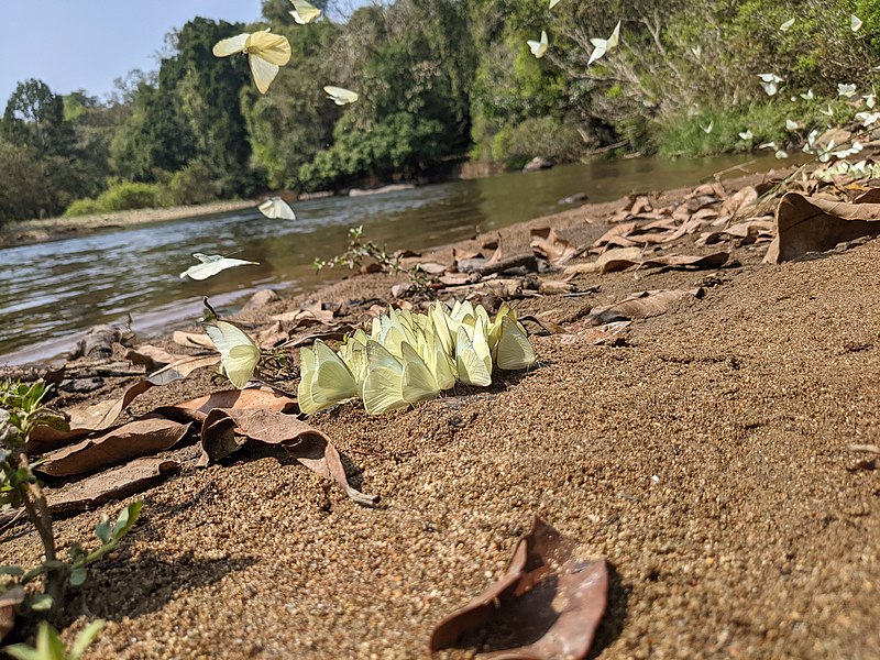 File:Aralam Wildlife Sanctuary during Annual Butterfly Survey 2022 (236).jpg