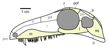 File:Archaeothyris.svg