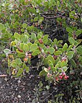 Arctostaphylos rudis üçün miniatür