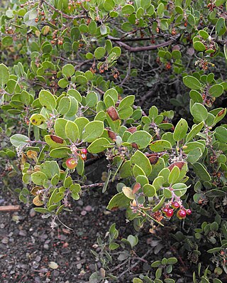 <i>Arctostaphylos rudis</i> Species of flowering plant