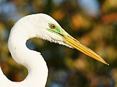 Grande Aigrette: Description, Répartition et habitat, Écologie et comportement