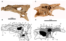 Holotype skull ELI-1 in two other views Arenysuchus gascabadiolorum.png