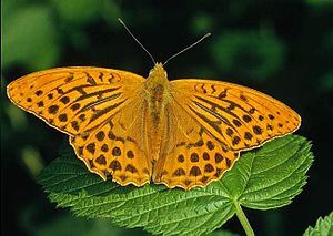 Argynnis Paphia: Lloj i insekteve