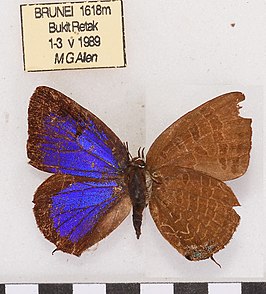 Arhopala azinis