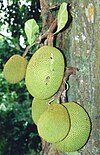 Fruto Nuez: Clasificación de plantas con nueces y otros frutos botánicos relacionados, Véase también, Referencias