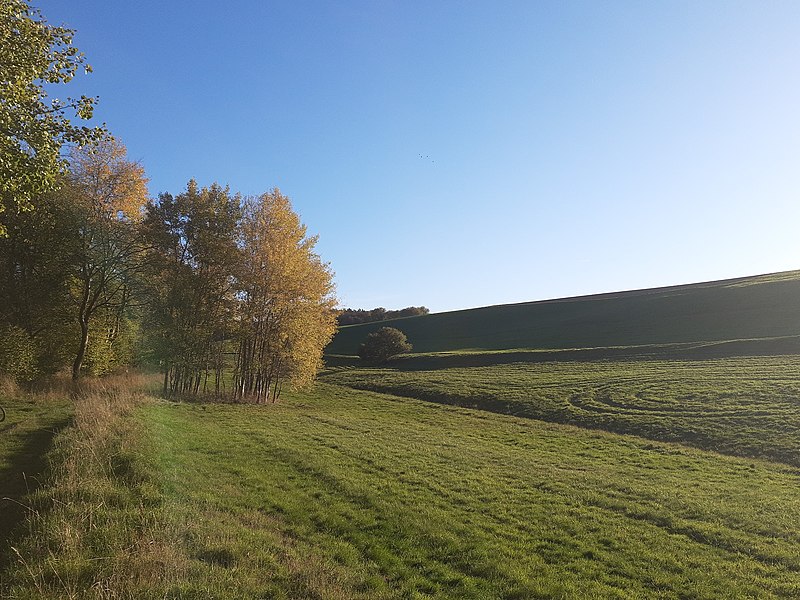 File:Aspen in Falterbach valley.jpg