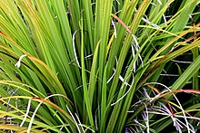 Astelia trinervia in Auckland Botanic Gardens.jpg