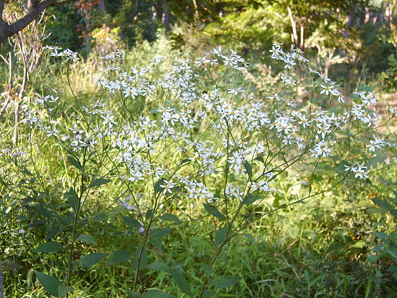 File:Aster scaber.JPG