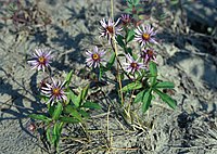 E. sibirica, sibirisk aster