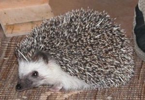 Four-Toed Hedgehog