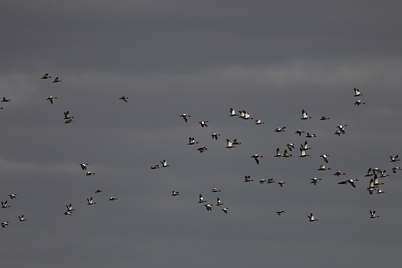 File:Australian Shelducks (14015326518).jpg