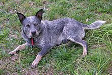 A mid shot of an Australian Cattle Dog, or Blue Heeler, laying on a grassy patch. The dog, whose black hair and white coat gives the appearance of blue fur, is looking directly at the camera.