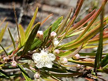 Austromyrtus tenuifolia cascades.jpg