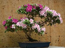 Bonsai Azalea as a Bonsai (5155648449).jpg