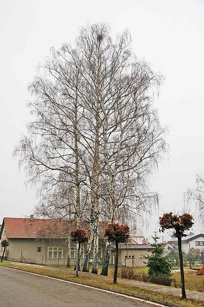 File:Bříza obecná v zimě.jpg