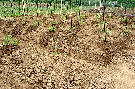 BRSP Community Garden