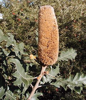 <i>Banksia solandri</i> Species of shrub in the family Proteaceae from southwest Western Australia.