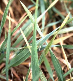 Barley yellow mosaic virus Species of virus