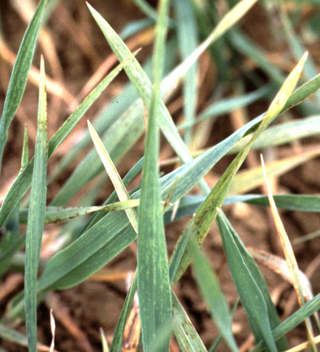 <span class="mw-page-title-main">Barley yellow mosaic virus</span> Species of virus