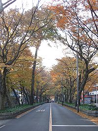 馬場大門のケヤキ並木