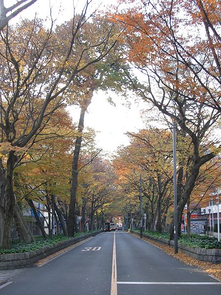 File:Baba-Daimon-Keyaki-Namiki North autumn.jpg