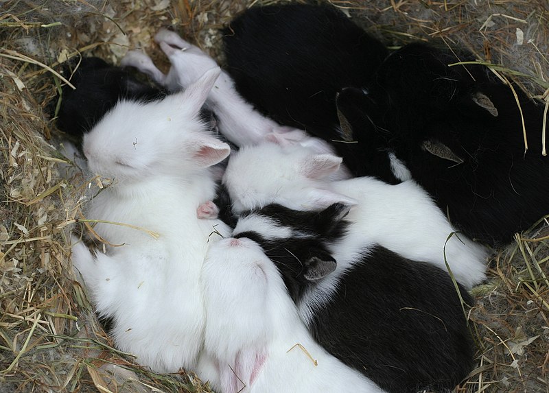 File:Baby rabbit nest.jpg