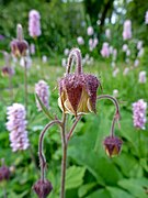 Bachnelkenwurz (Geum rivale)