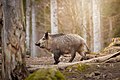 * Nomination Female wild boar with piglets in Šumava National Park, Czechia. By User:Klara.vic --MIGORMCZ 11:42, 24 January 2024 (UTC) * Promotion  Support Good quality. --Plozessor 14:09, 24 January 2024 (UTC)