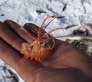 <span class="mw-page-title-main">Acanthogammaridae</span> Family of crustaceans