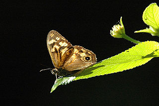 <i>Heteronympha</i> Genus of butterflies