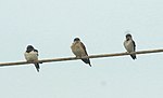 Thumbnail for File:Barn swallow,Red-rumped swallow, streak-throated swallow.jpg