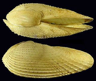 <i>Barnea</i> (bivalve)