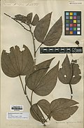 Bauhinia guianensis Aubl.  BM000884464.jpg