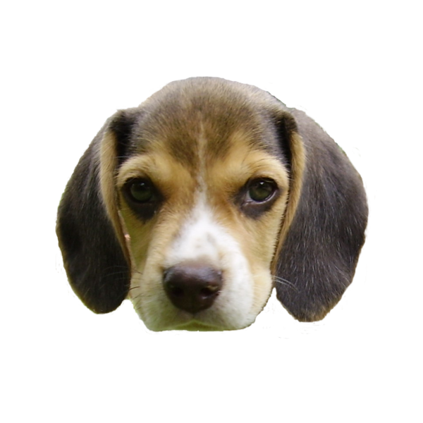 File:Beagle puppy's head.png