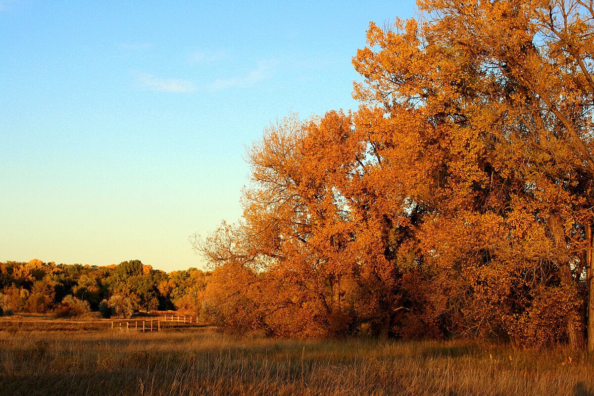 beautiful fall trees