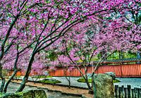 Cherry blossom trees in the Japanese Garden of the Auburn Botanic Gardens.